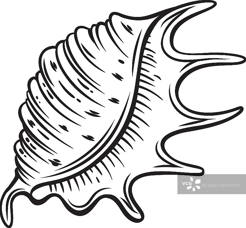 手绘贝壳图片素材