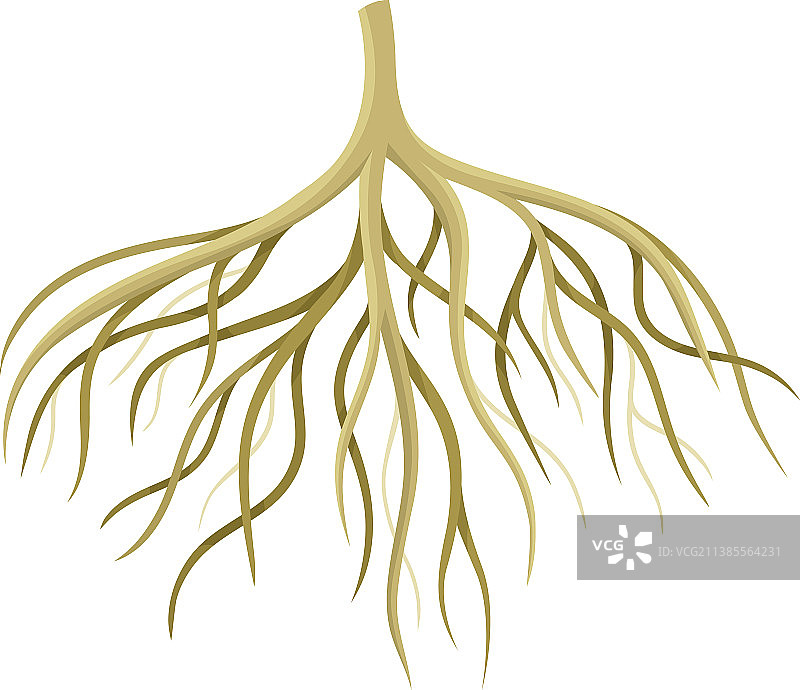树根灌木或灌木根系植物学图片素材