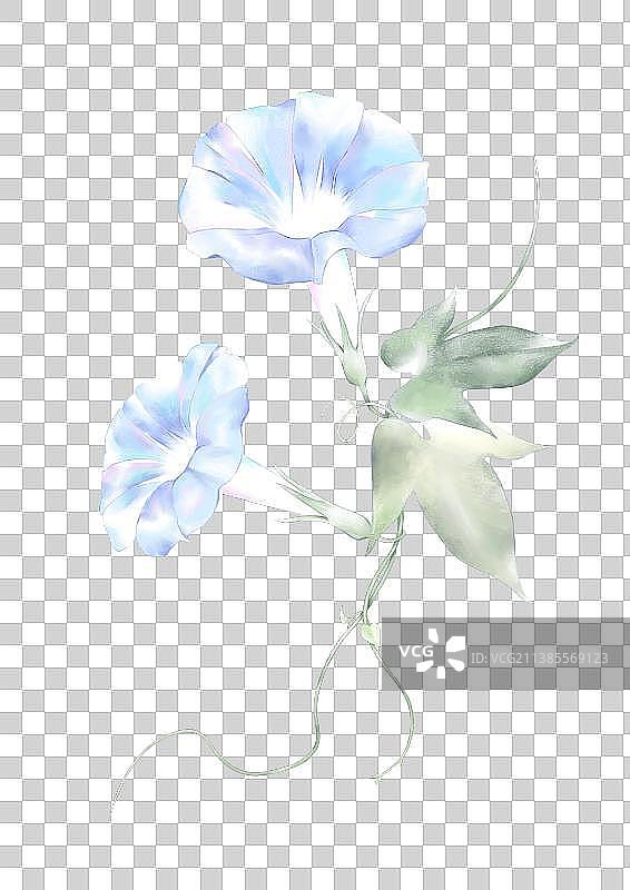 牵牛花水彩插画图片素材