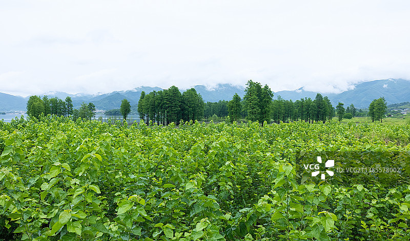 江南桑园图片素材