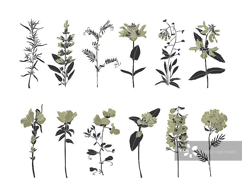 白色背景上孤立的野花套装图片素材