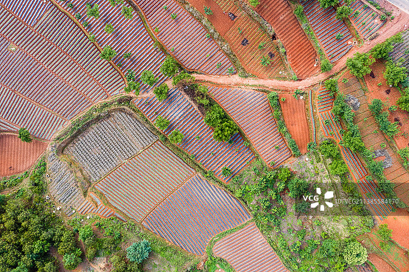 云南省玉溪市红塔区小石桥乡山地烤烟图片素材