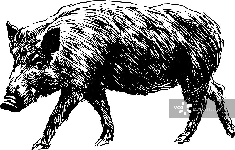 野猪手绘草图图片素材