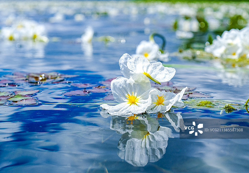 洱海--海菜花图片素材