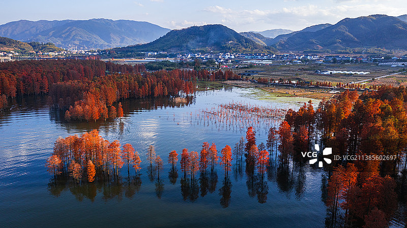 余姚梁弄红杉林图片素材