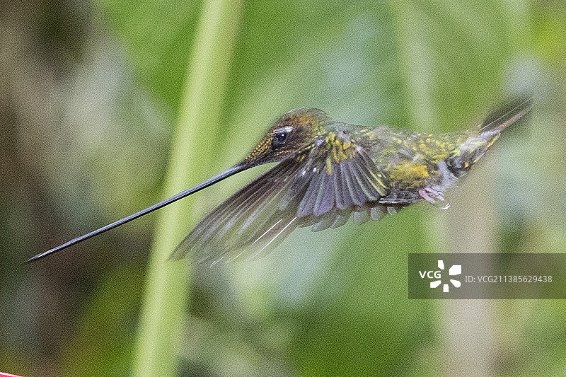 飞行中的剑嘴蜂鸟图片素材