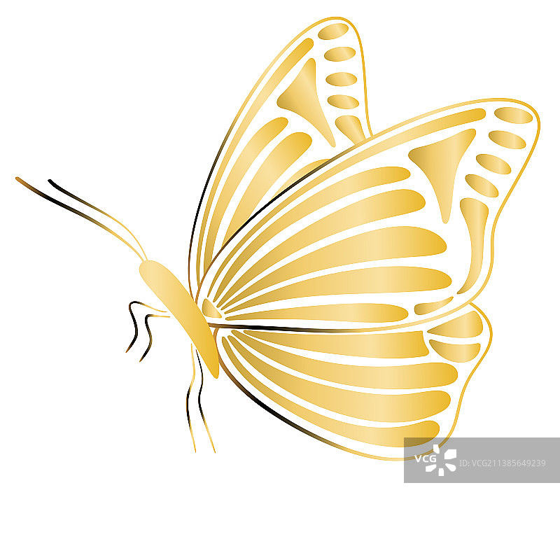 金色蝴蝶图片素材