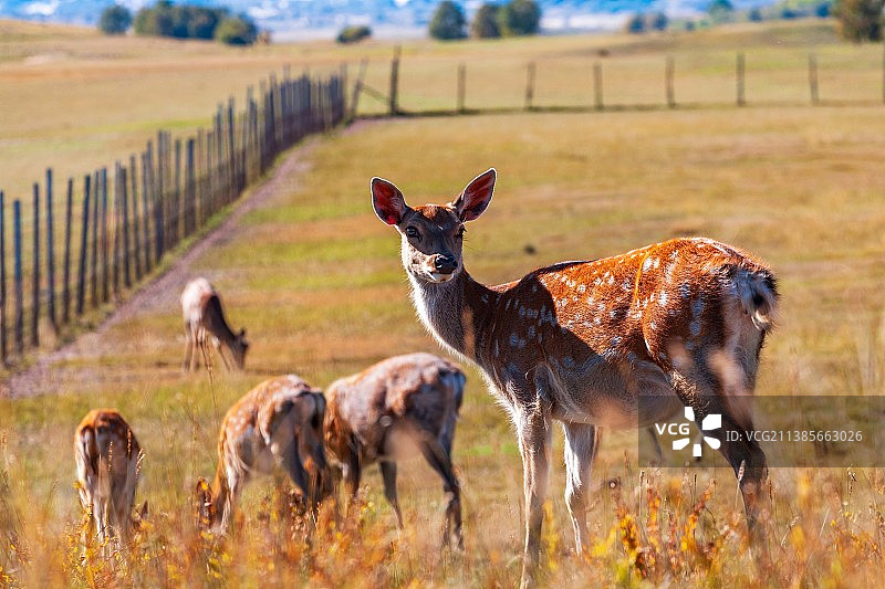 梅花鹿图片素材