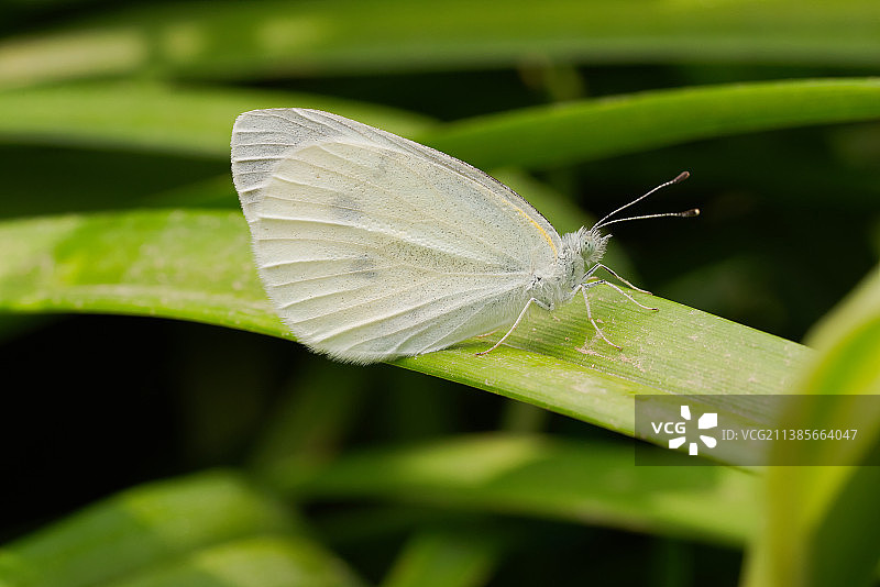 菜粉蝶图片素材