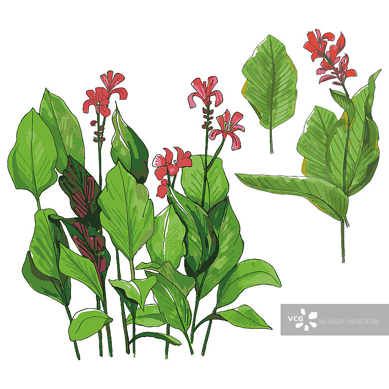 美人蕉彩色花朵，独立背景图片素材