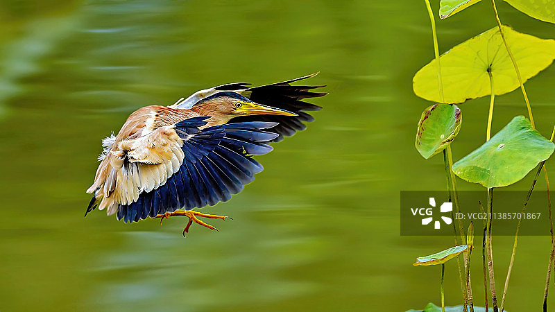 荷塘上飞过的黄尾鹣图片素材