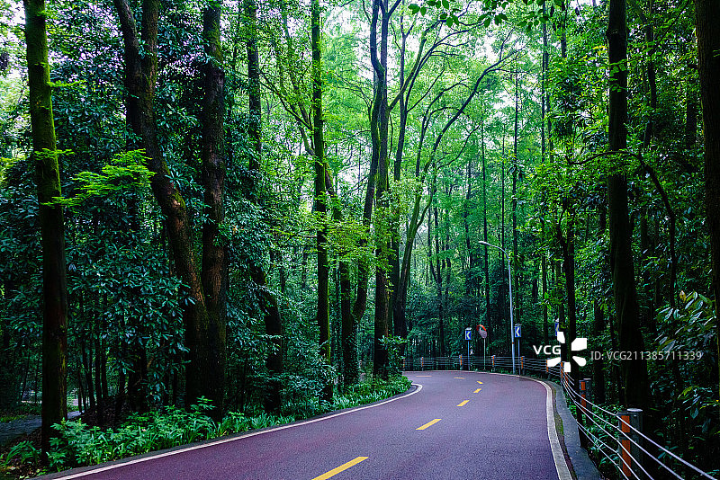 世界名山、植物基因宝库-缙云山图片素材