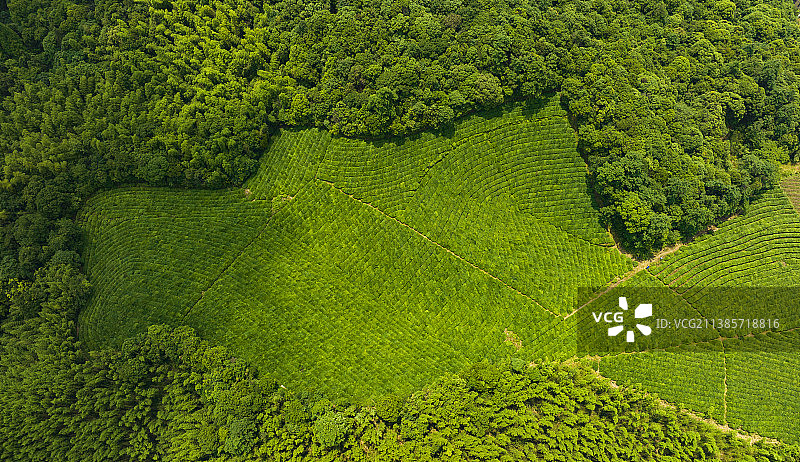 安吉茶山茶园，安吉白茶图片素材