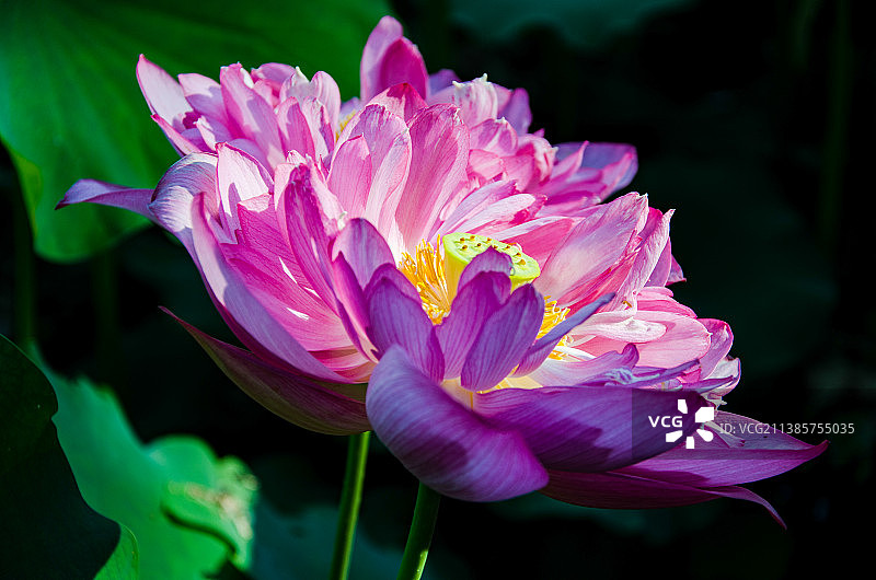 一朵绽放的荷花图片素材