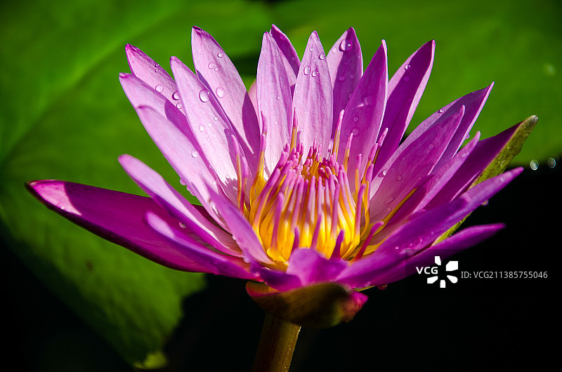 一朵绽放的荷花图片素材