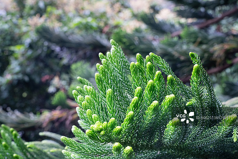 福州长乐三溪异叶南洋杉局部特定图片素材
