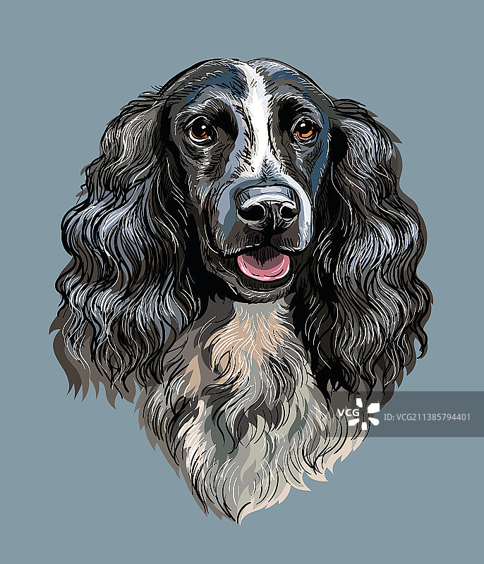 西班牙猎犬手绘彩色肖像图片素材