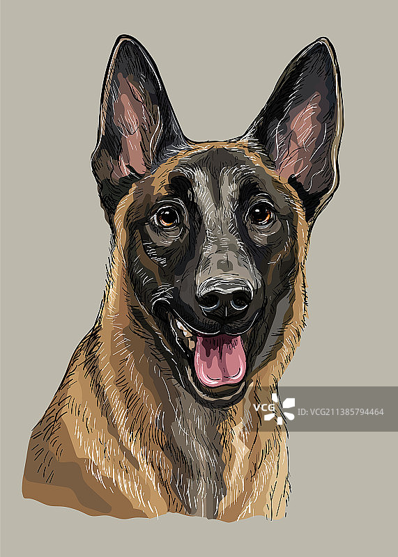 比利时牧羊犬手绘彩色图图片素材