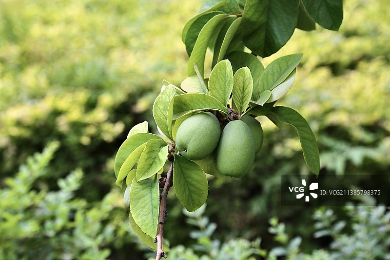 木瓜树开始结果图片素材