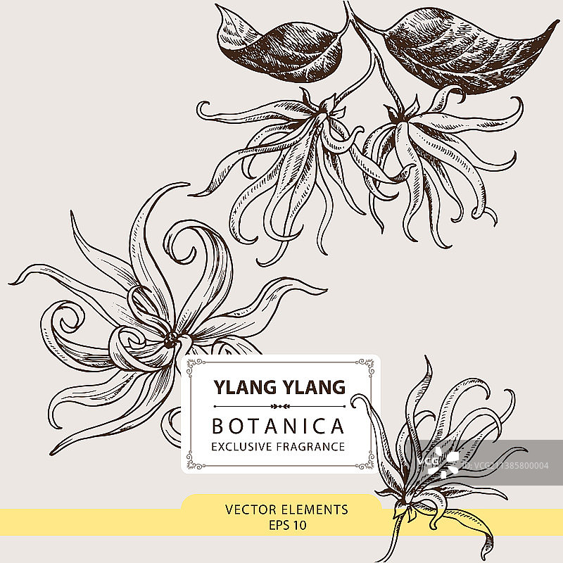 依兰花香精油图片素材