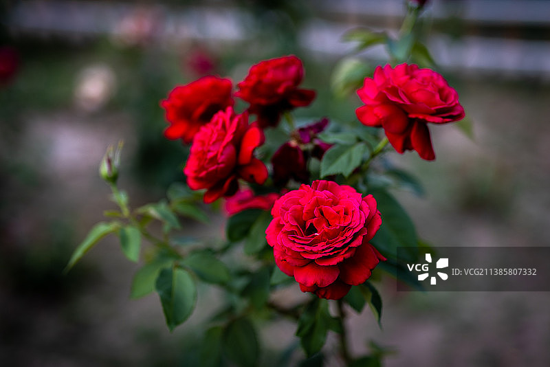 生如夏花图片素材