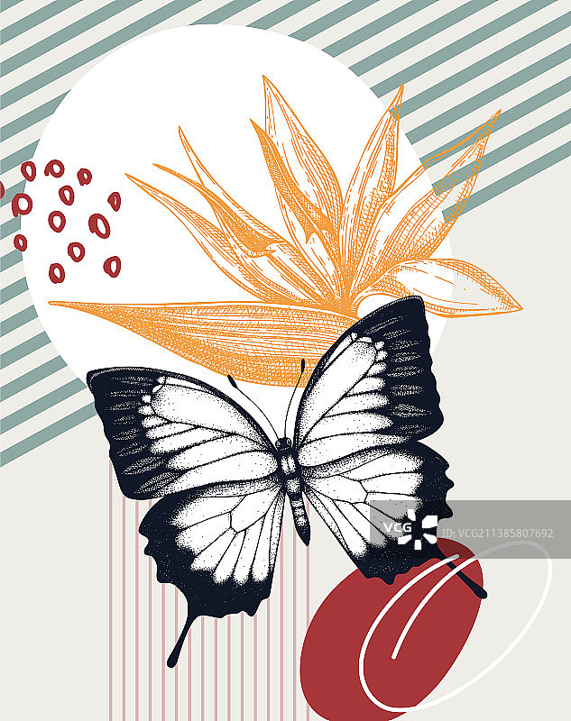 拼贴风格尤利西斯蝴蝶手绘图片素材