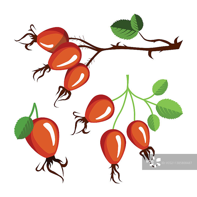 玫瑰果套装图片素材