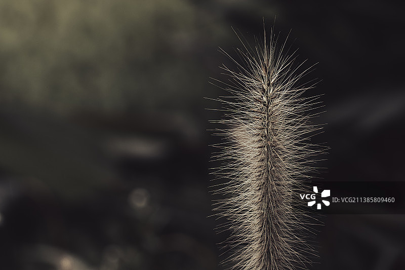 锋芒毕露·狗尾草图片素材