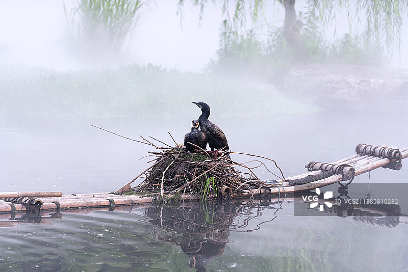 湘江鱼鹰图片素材