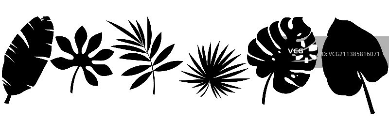 热带棕榈叶黑色剪影合集图片素材