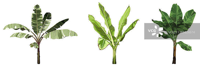 香蕉树、棕榈树室内植物套装图片素材