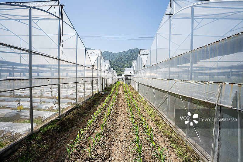 钢架大棚间的空地上种植的玉米幼苗图片素材