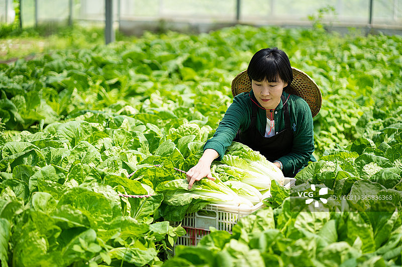 蔬菜大棚内背着斗笠采收大白菜的中年女菜农图片素材