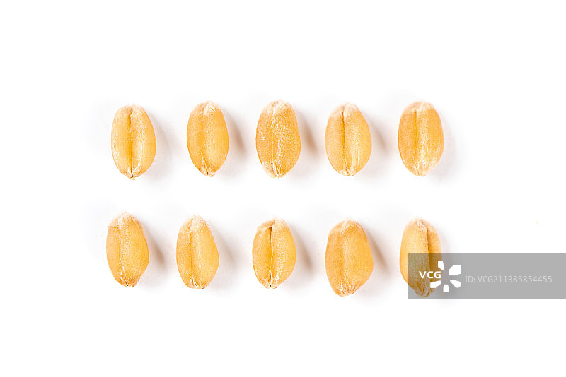 小麦麦粒特写图片素材