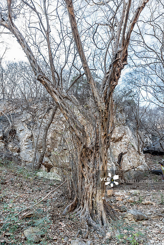 中国安徽皇藏峪的青檀王图片素材