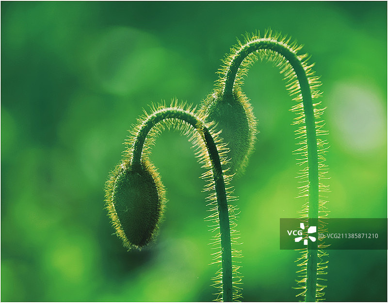 虞美人图片素材