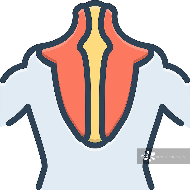 斜方肌图片素材