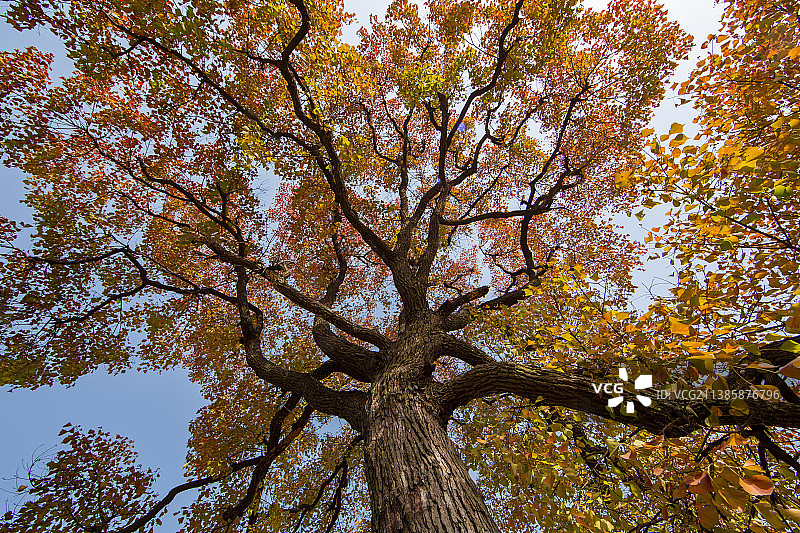 湖北大悟县秋日风光图片素材