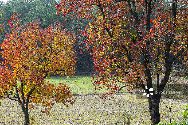 湖北大悟县秋日风光图片素材