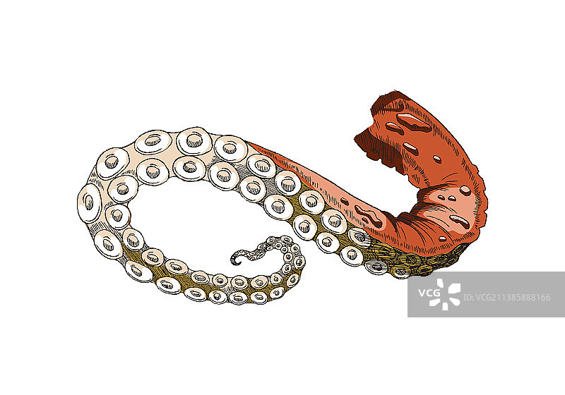 章鱼或鱿鱼的触手图片素材