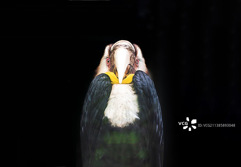 绅士风度图片素材