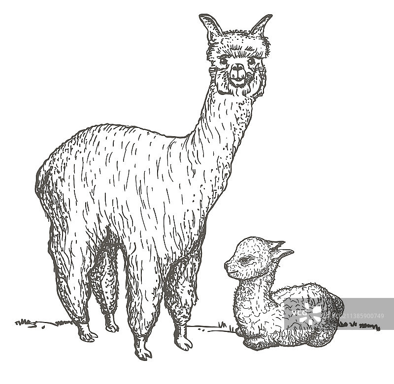 羊驼和幼崽素描，美洲驼妈妈和宝宝图片素材