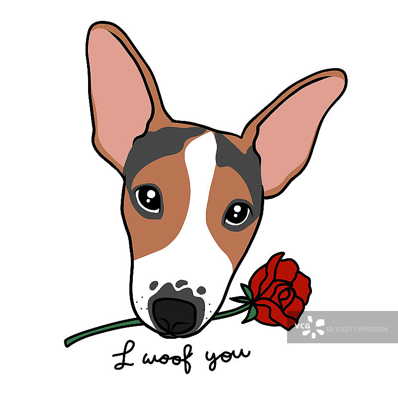 嘴里叼着玫瑰的杰克罗素梗犬图片素材