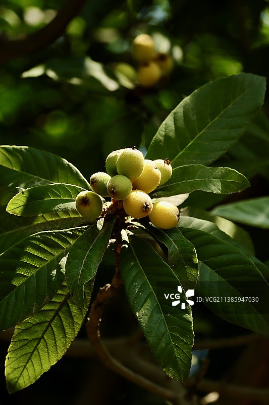 枇杷图片素材