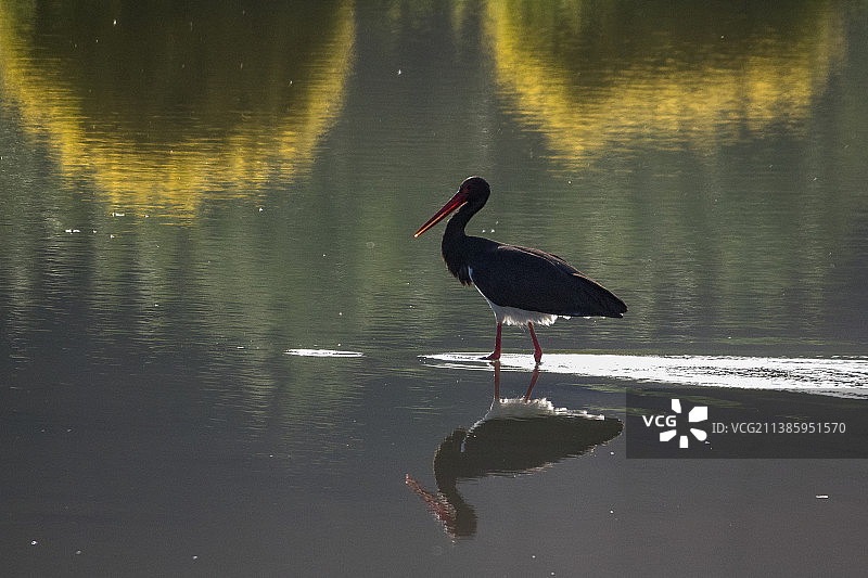 晨光里的黑鹳图片素材