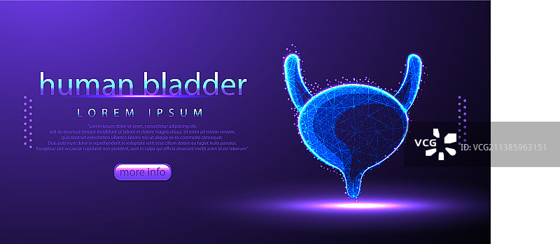 人类膀胱低多边形线框图片素材