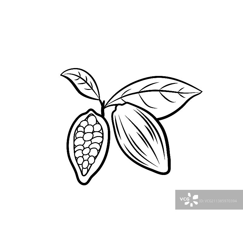 带叶子的可可豆图片素材