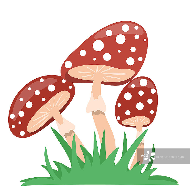 孤立的毒蝇伞蘑菇图片素材