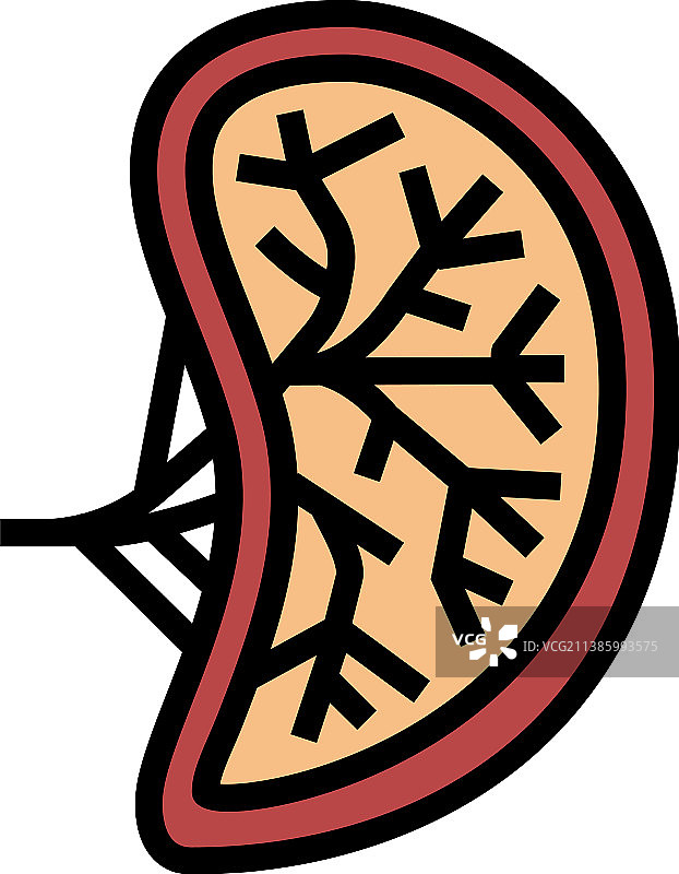 脾脏人体器官彩色图标图片素材