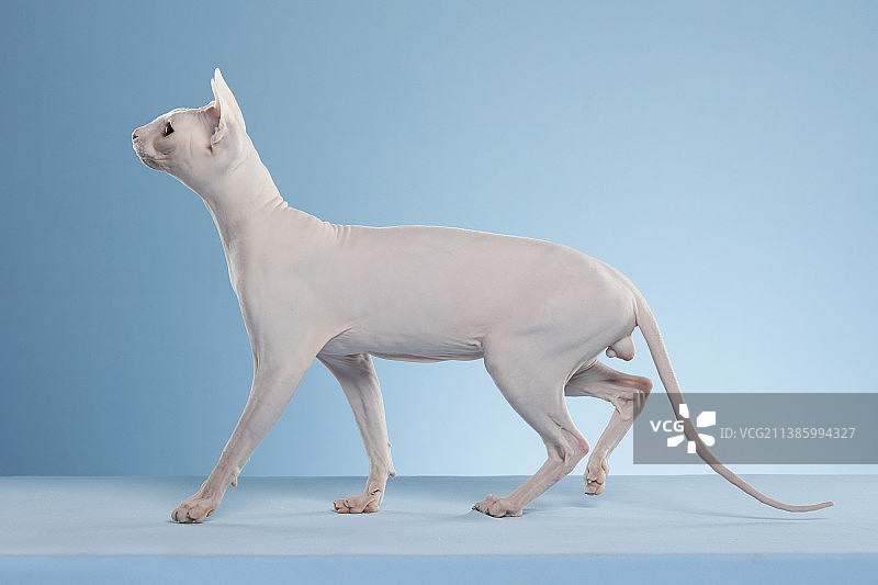 斯芬克斯无毛猫图片素材